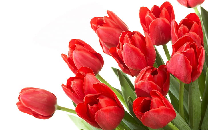 Grupo de flores tulipa vermelha, buquê de tulipas vermelhas, flor, tulipa, vermelho, grupo, buquê, amor, HD papel de parede