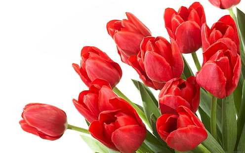 Grupo de flores de tulipán rojo, ramo de tulipanes rojos, flor, tulipán, rojo, grupo, ramo, amor, Fondo de pantalla HD HD wallpaper