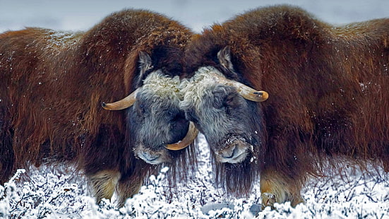 หิมะ, ขนสัตว์, อลาสก้า, แตร, สหรัฐอเมริกา, วัวมัสค์, วอลล์เปเปอร์ HD HD wallpaper