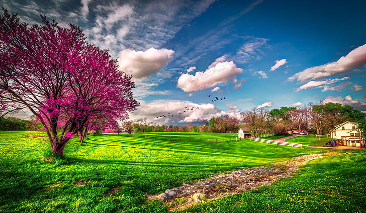 розовое лиственное дерево, зелень, трава, облака, дерево, весна, США, цветение, ферма, Миссури, HD обои