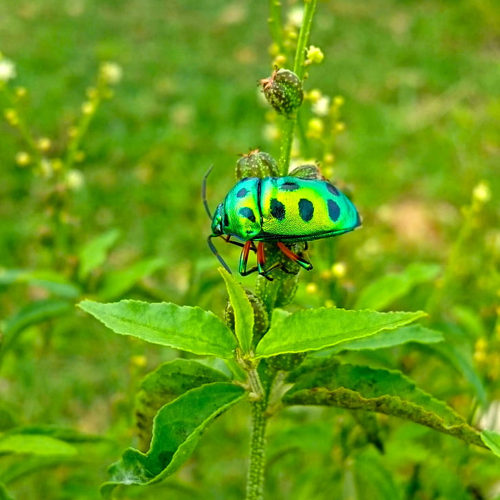 nature, insect, Sri Lanka, HD wallpaper