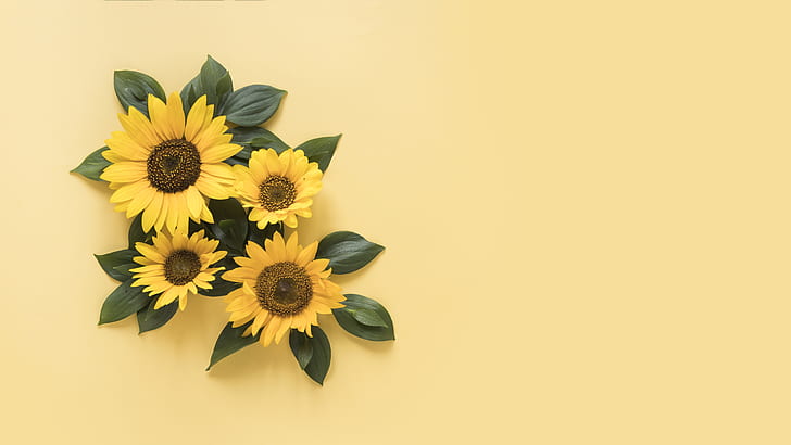 sunflowers, yellow, background, beautiful, HD wallpaper