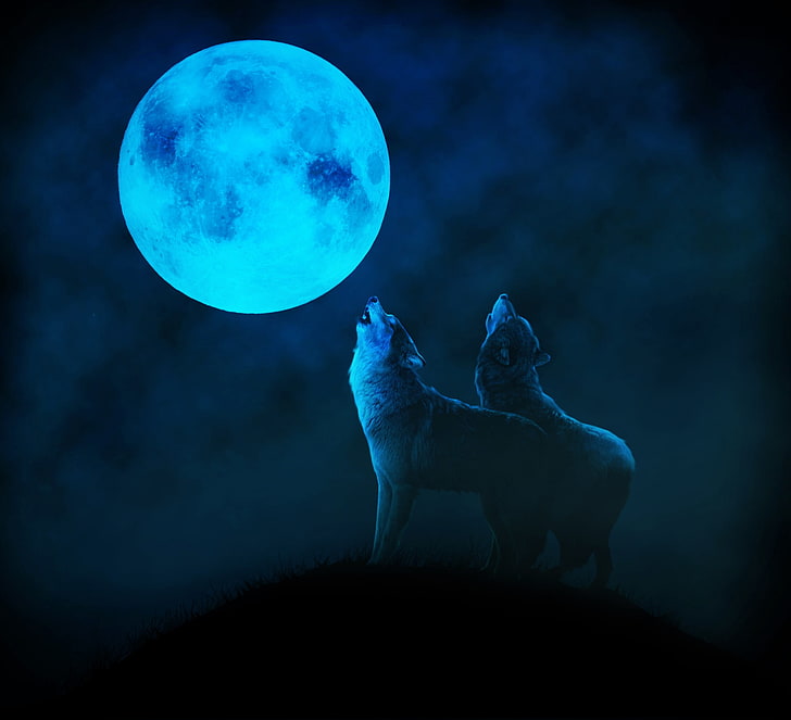 Blue moon, luna, full, black, howl, fantasy, moon, wolf, couple, blue, night, Sfondo HD