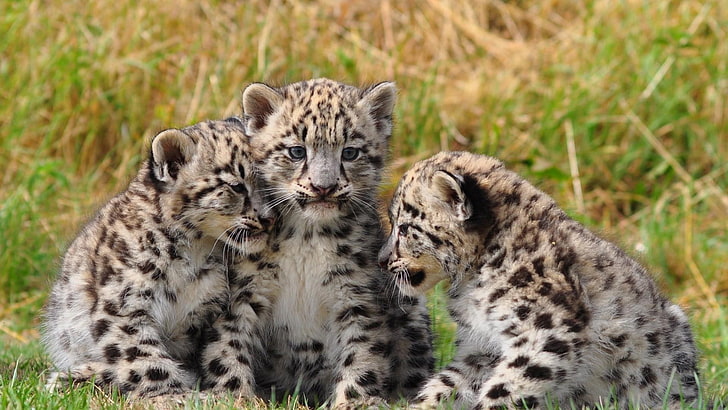 leopardos de las nieves, hierba, lindo, blanco, negro, gris, animales, Fondo de pantalla HD