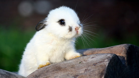 حيوان أبيض ، حيوانات أطفال ، أرانب ، طبيعة، خلفية HD HD wallpaper