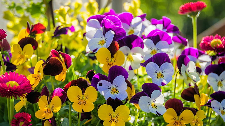 flower, plant, pansy, flora, pansy flowers, violet family, garden, viola, annual plant, petal, floristry, HD wallpaper