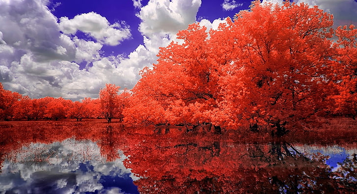 A Red Day, Aero, Creative, Magic, Nature, Beautiful, Trees, Dream, Water, Amazing, Swamp, Clouds, blue sky, blue water, red trees, Reflected, Dreamlike, HD wallpaper