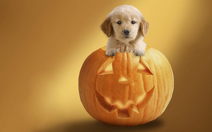 Anjing Siap Untuk Halloween, dekorasi lentera jack dan anak anjing golden retriever, lucu, labu, labu halloween, Wallpaper HD