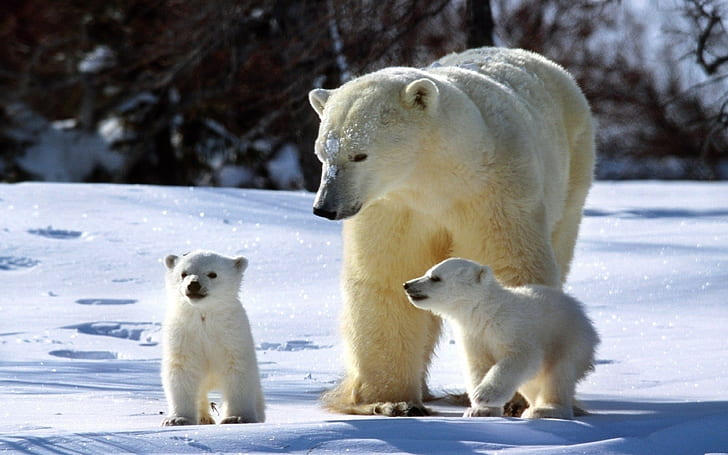 polar bears, snow backgrounds, family, walk, Download 3840x2400 Polar bears, HD wallpaper