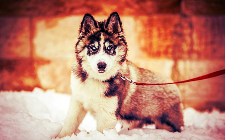 взрослый черно-белый сибирский хаски, собака, сибирский хаски, животные, снег, зима, HD обои