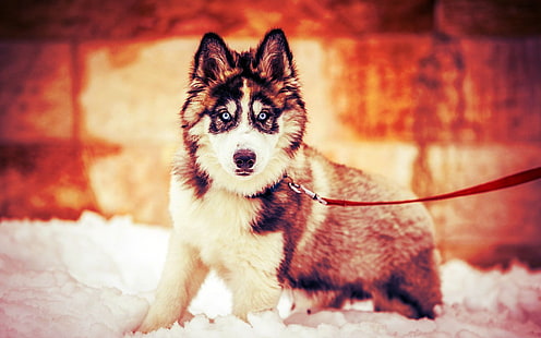 взрослый черно-белый сибирский хаски, собака, сибирский хаски, животные, снег, зима, HD обои HD wallpaper