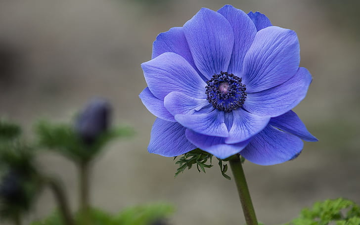 Blå blomma närbild, anemone, blå, blomma, anemone, HD tapet