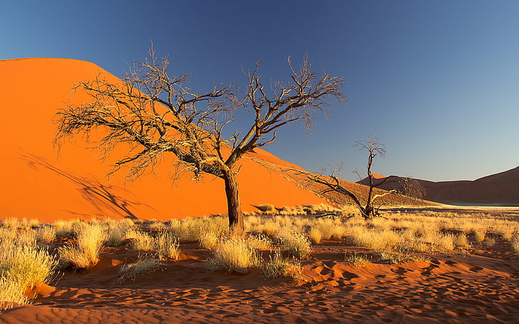 areia, o céu, árvore, barkhan, África, os arbustos, Namíbia, o deserto do Namibe, HD papel de parede