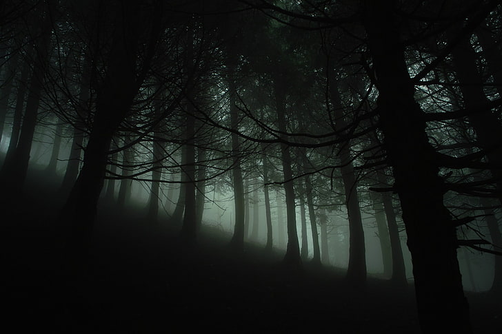 黒い森、森、自然、木、森、枝、木、霧、葉、シルエット、丘のシルエット、 HDデスクトップの壁紙
