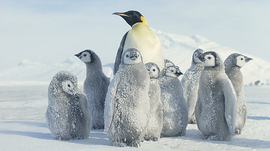 Watching Over Penguin Chicks, Antártida, polluelos, pingüino, lindo, dulce, invierno, lindo, antártica, animales, Fondo de pantalla HD HD wallpaper