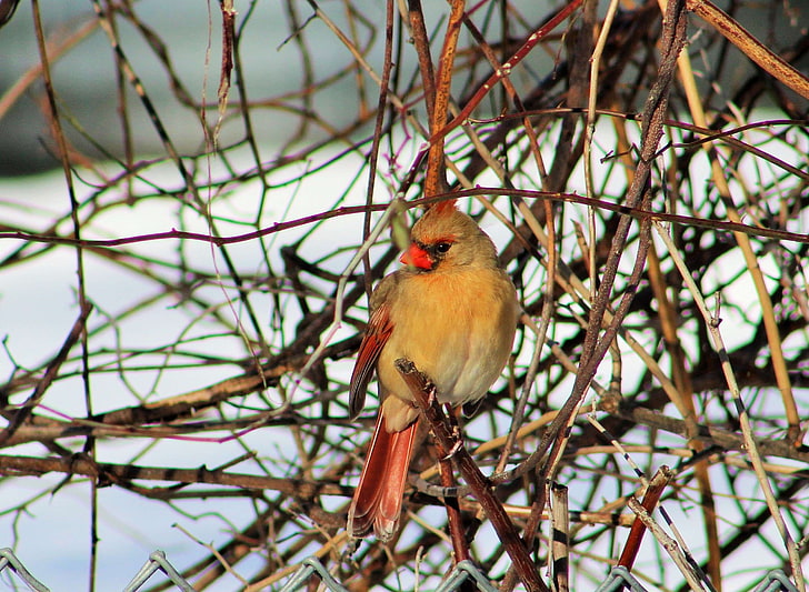 birds, female cardinal, northern cardinal, red bird, songbirds, HD wallpaper