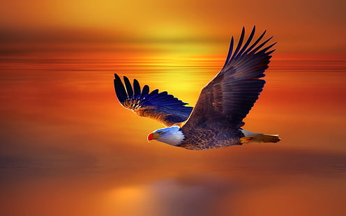 Amerikanischer Weißkopfseeadler, Tiere, Adler, Vögel, HD-Hintergrundbild HD wallpaper