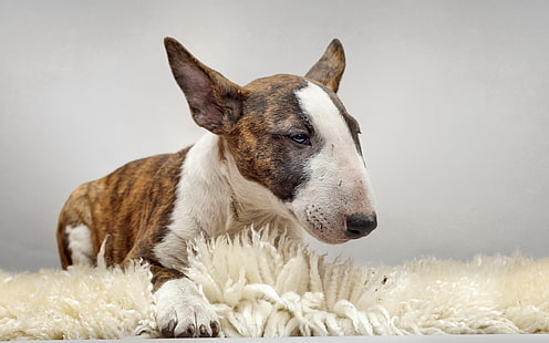 rajado bull terrier, cada, cão, bull terrier, HD papel de parede HD wallpaper