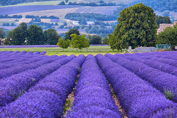 bed of lavender flowers, trees, France, field, lavender, bokeh, Provence, HD wallpaper