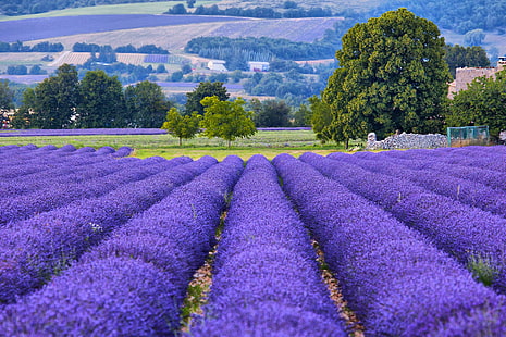 bed of lavender flowers, trees, France, field, lavender, bokeh, Provence, HD wallpaper HD wallpaper