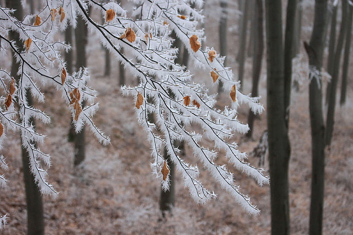 บีช, สาขา, ป่า, hoary rime, ภูมิทัศน์, ธรรมชาติ, เต็มไปด้วยหิมะ, ภูมิทัศน์ที่เต็มไปด้วยหิมะ, ต้นไม้, ฤดูหนาว, ภูมิทัศน์ฤดูหนาว, วอลล์เปเปอร์ HD