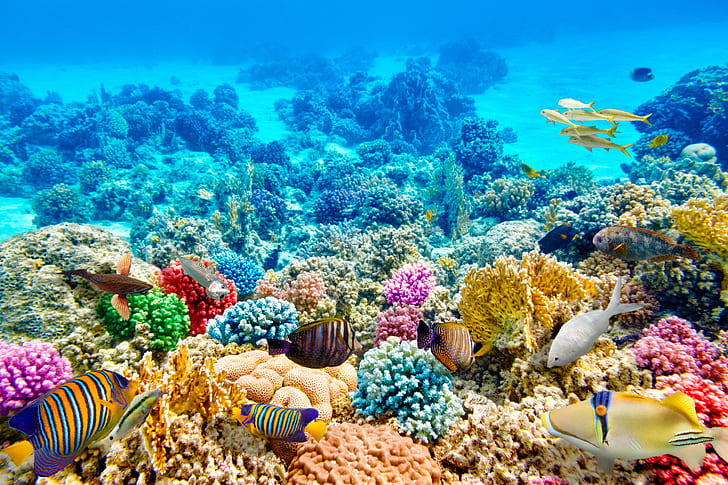 물고기, 파랑, 바닥, 산호, 수중 세계, HD 배경 화면
