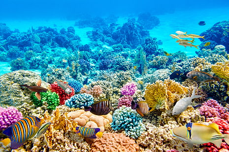 ryby, błękit, dno, korale, podwodny świat, Tapety HD HD wallpaper
