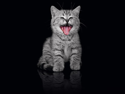 animals, cats, kittens, tongue, yawns, HD wallpaper HD wallpaper