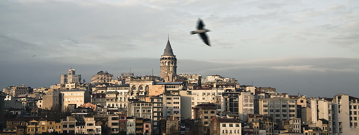 чёрная птица с коротким клювом, Стамбул, галата, городской пейзаж, Турция, HD обои