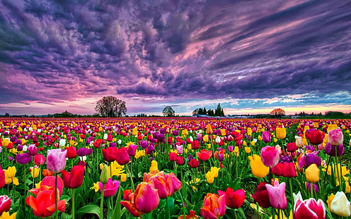 Campo de tulipas ao pôr do sol fundo da área de trabalho 498470, HD papel de parede HD wallpaper