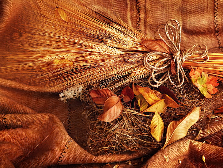 brown grains, wheat, autumn, leaves, grain, yellow, spikelets, ears, HD wallpaper