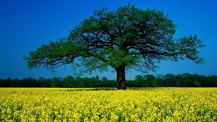 Earth, Rapeseed, Field, Tree, Yellow Flower, HD wallpaper