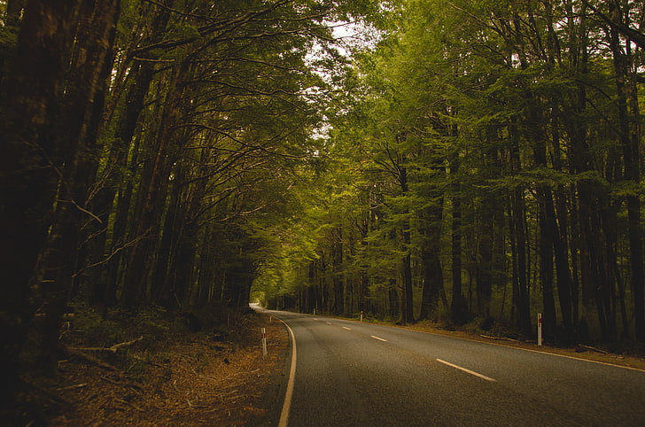 road between trees, trees, road, Milford Sound, New Zealand, forest, landscape, nature, HD wallpaper