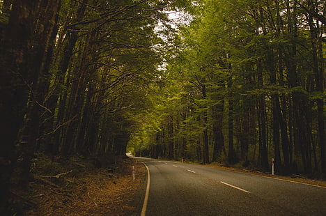 jalan antara pohon, pohon, jalan, Milford Sound, Selandia Baru, hutan, lanskap, alam, Wallpaper HD HD wallpaper