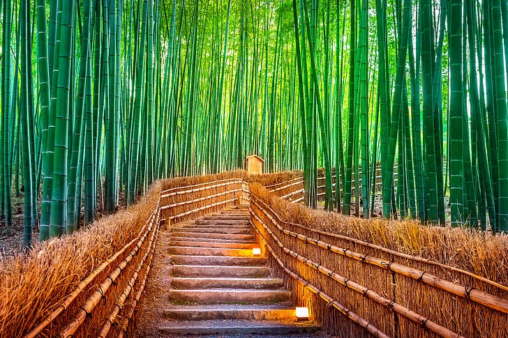 forest, trail, Japan, Tokyo, bamboo, Japanбамбук, HD wallpaper