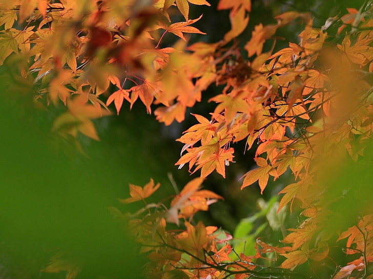 maple tree, leaves, autumn, blur, HD wallpaper