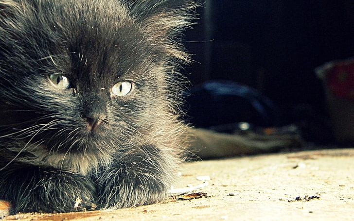 black kitten, kitty, fluffy, light, bright, HD wallpaper