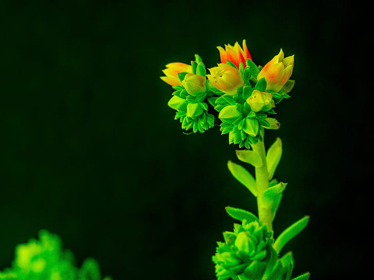 foto bunga hijau dan oranye, berbunga, berbunga, alam, tanaman, bunga, kuning, close-up, kelopak, Wallpaper HD