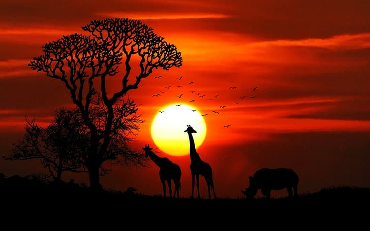 Natur, Sonnenuntergang, Tier, Savanne, HD-Hintergrundbild