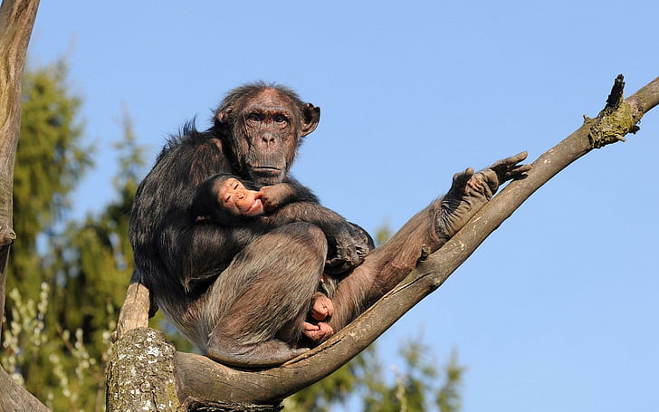 Chimpanzee, monkey, tree, chimpanzee, baby, animals, HD wallpaper