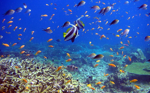 school of fish, fish, coral, underwater, HD wallpaper HD wallpaper
