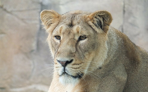 lioness, muzzle backgrounds, predator, Look, download 3840x2400 lioness, HD wallpaper HD wallpaper