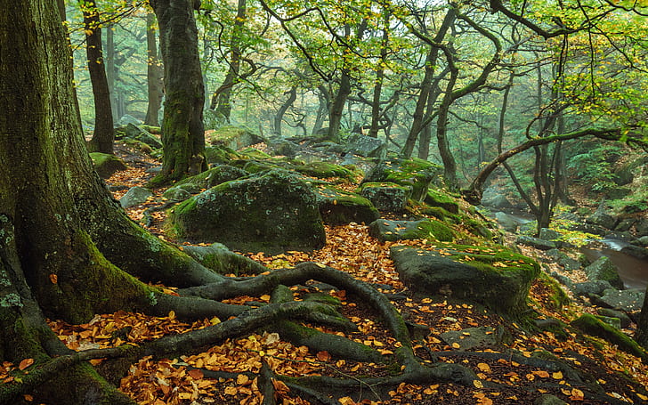 الخريف في نوفمبر أشجار الغابات ينبع الجذور الصخور الطحلب الأخضر المتساقط الأوراق الصفراء والحمراء المناظر الطبيعية الطبيعة خلفيات عالية الدقة لسطح المكتب 3840 × 2400، خلفية HD