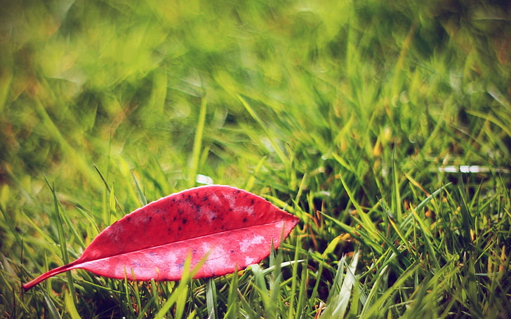 red leaf, leaves, grass, lawn, autumn, fallen, HD wallpaper