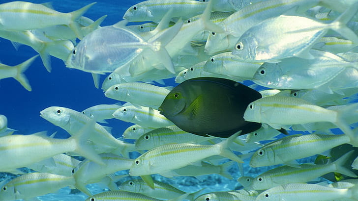 Djur Fiskar Tropiska undervattenshavet Bakgrundsbilder, fiskar, djur, bakgrund, bilder, hav, tropiska, under vattnet, HD tapet
