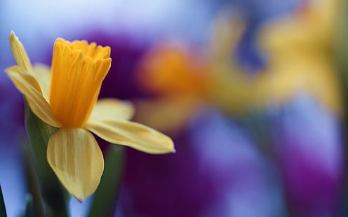 robe jaune pour femme, fleurs, nature, jonquilles, fleurs jaunes, macro, plantes, Fond d'écran HD HD wallpaper
