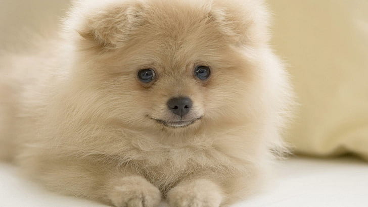 Pom Pup, cute, puppy, animal, animals, HD wallpaper