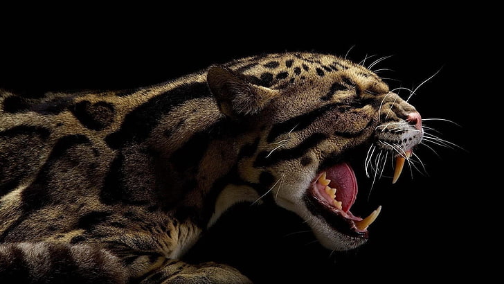 angry, jaguar, cat, wild cat, big cat, wild, HD wallpaper