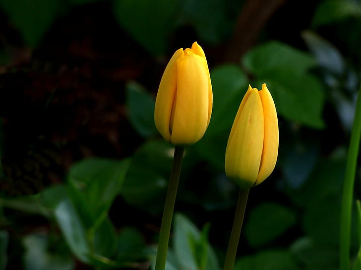photography of two yellow petaled flowers, Beim, photography, yellow, Tulip, Gelb, Blume, Flower, Spring, Frühling, nature, plant, leaf, springtime, petal, flower Head, green Color, HD wallpaper