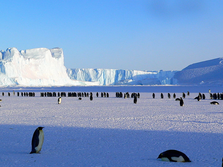 black-and-white penguins, penguins, antarctica, snow, ice floe, HD wallpaper